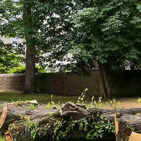 Tree Removal Calculator