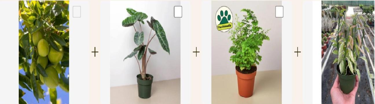The Plant Seed