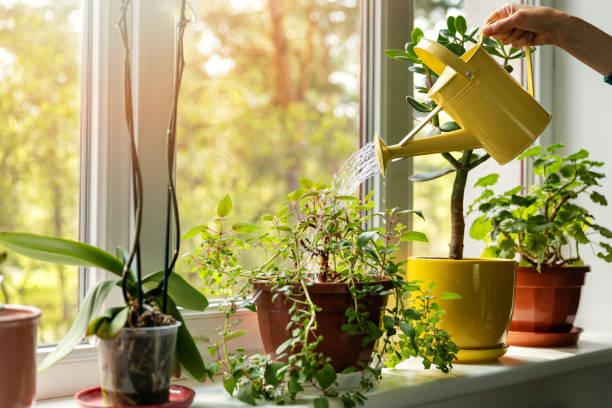 Indoor Plants for Small Apartments | Best Plants for Tiny Spaces