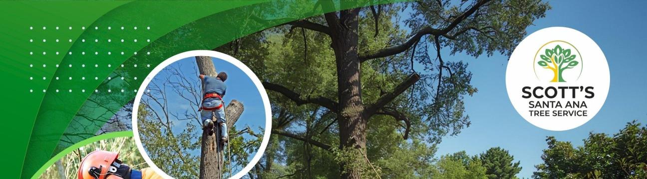 Scott's SA Tree Service
