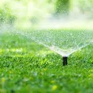 Plants For Garden Beds