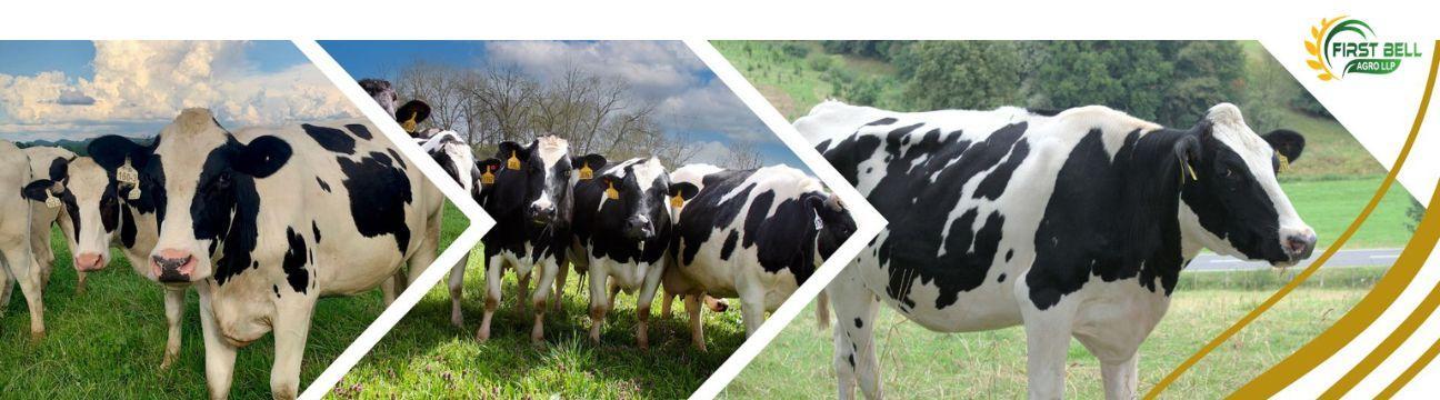 First Bell Agro
