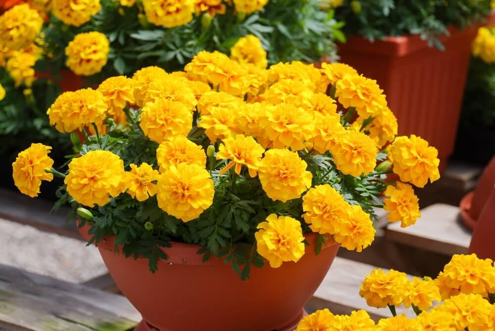 Marigold Flower