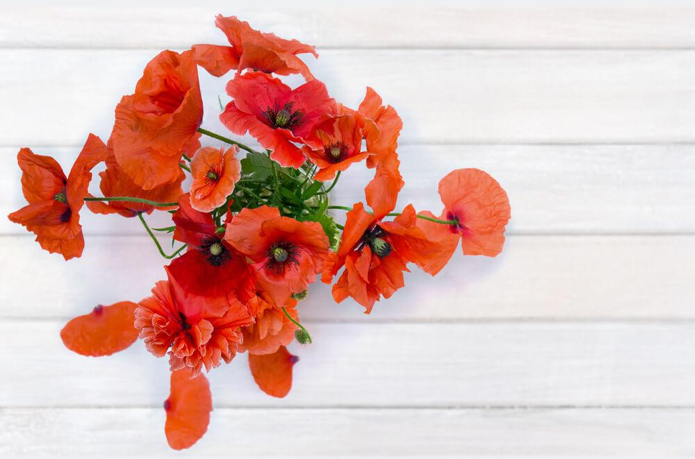Poppy Flower meaning