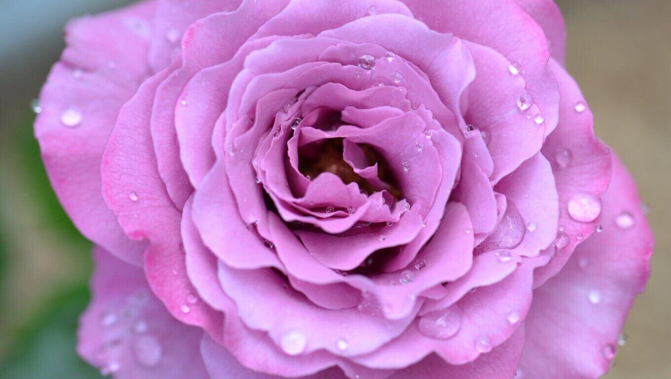 Lavender rose meaning