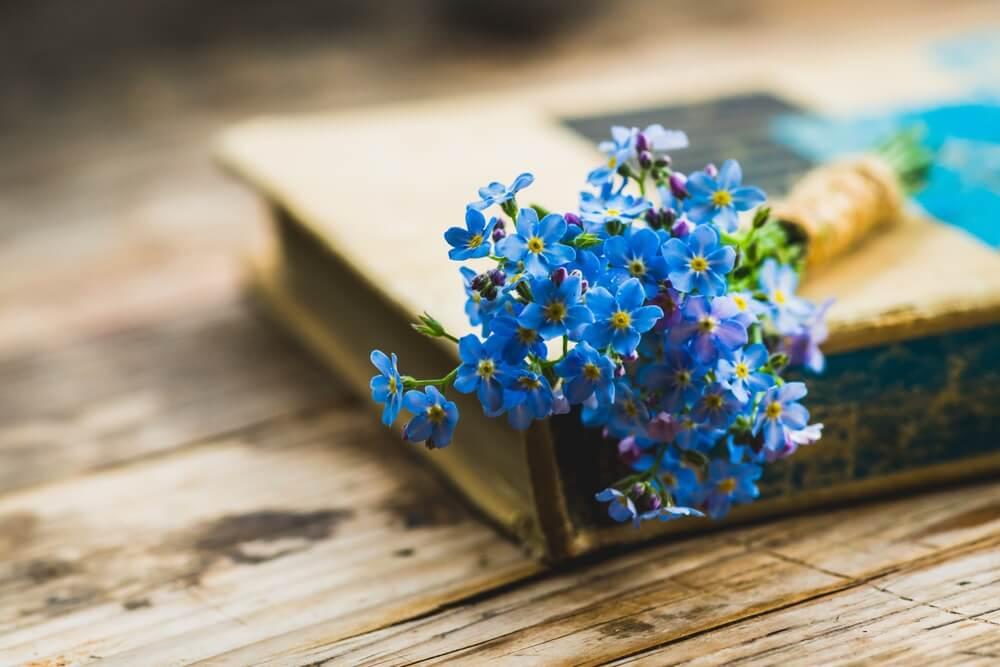 Forget-Me-Nots meaning