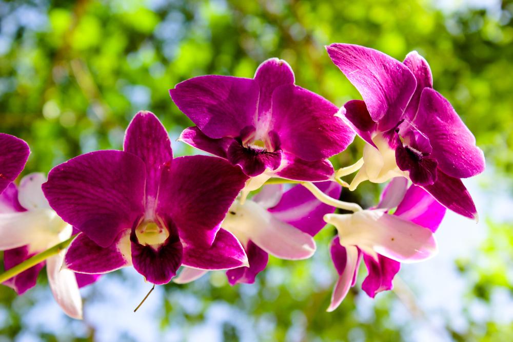 Orchids flowers