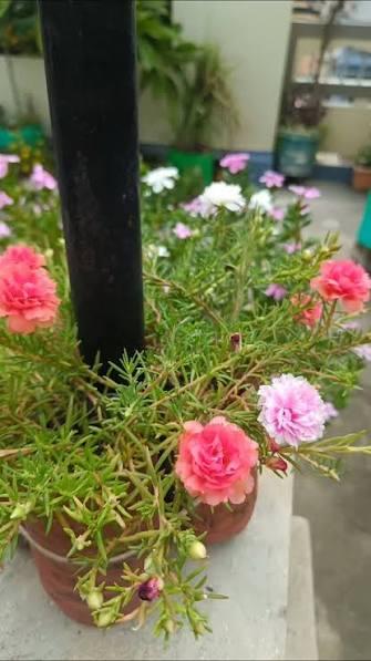 All Season Flower Plants in Pakistan: A Complete Guide to Beautiful Gardens Year-Round