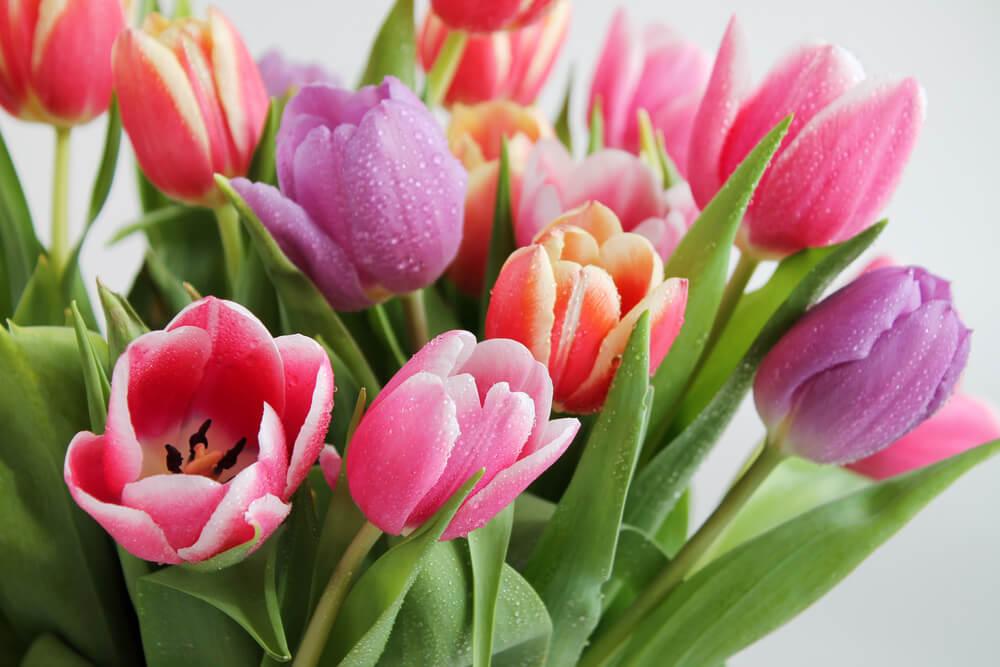 Tulips Flowers