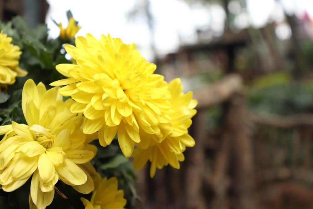 Chrysanthemumsflower