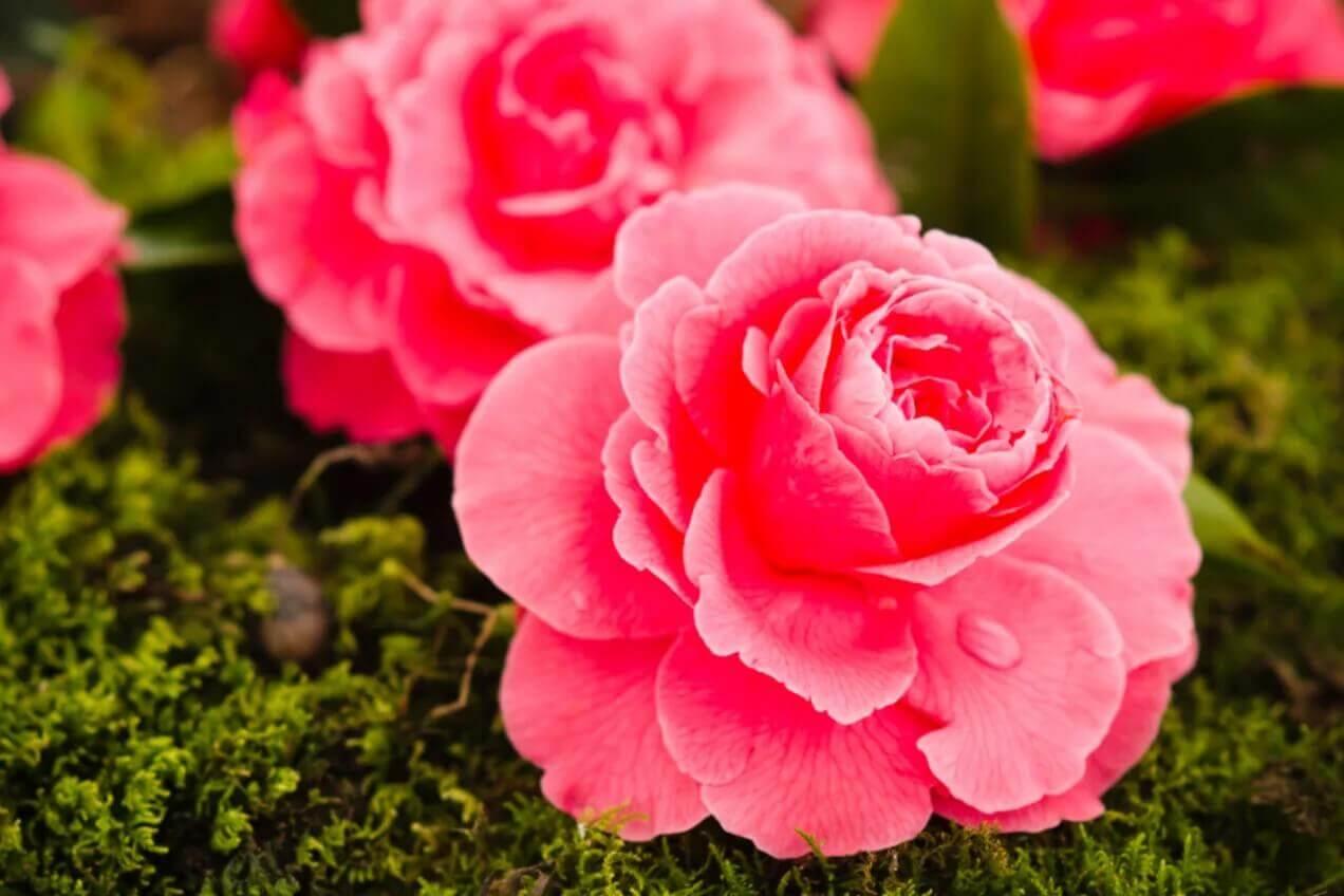 Camellia-Flower-Origins