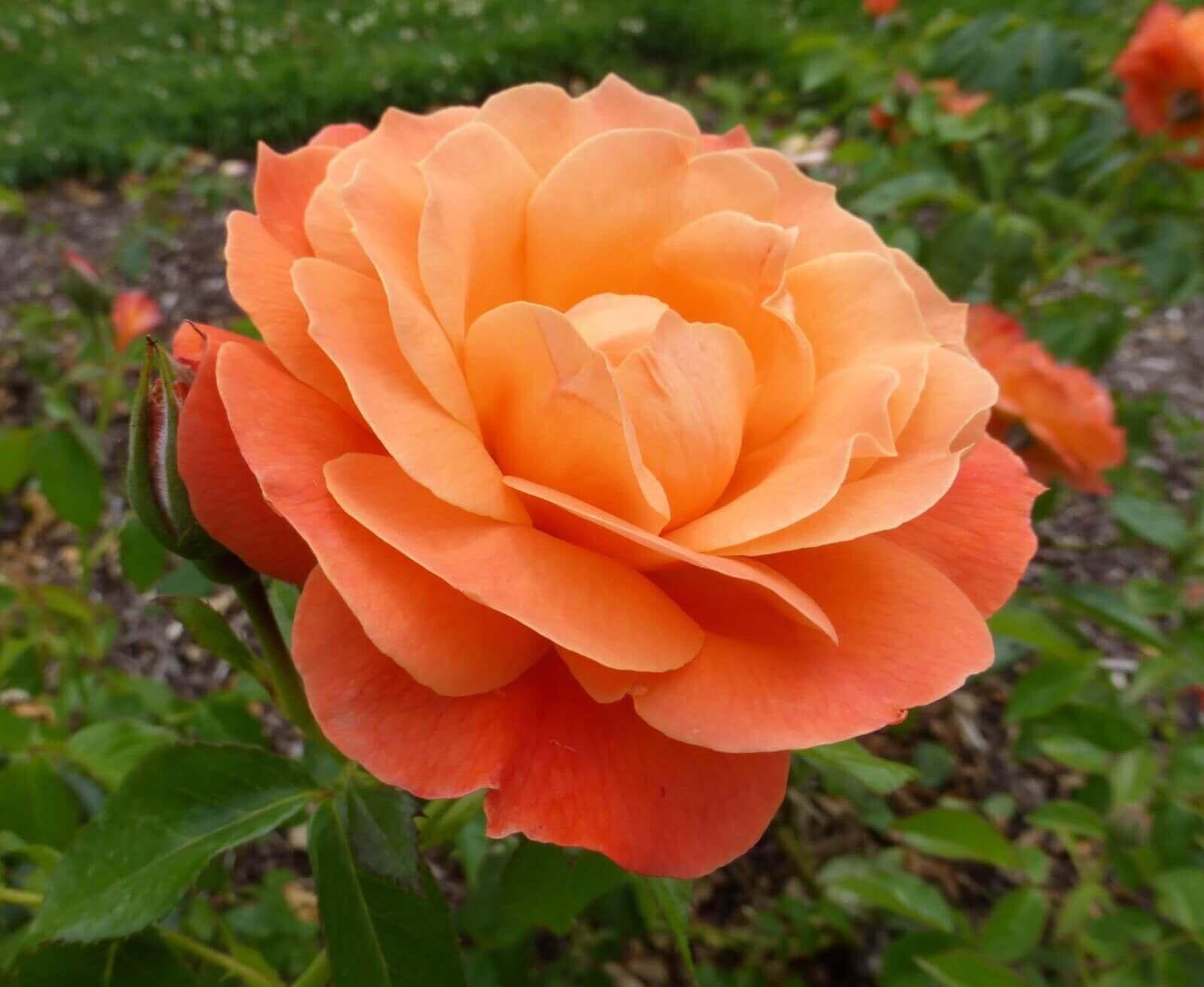 Orange rose meaning