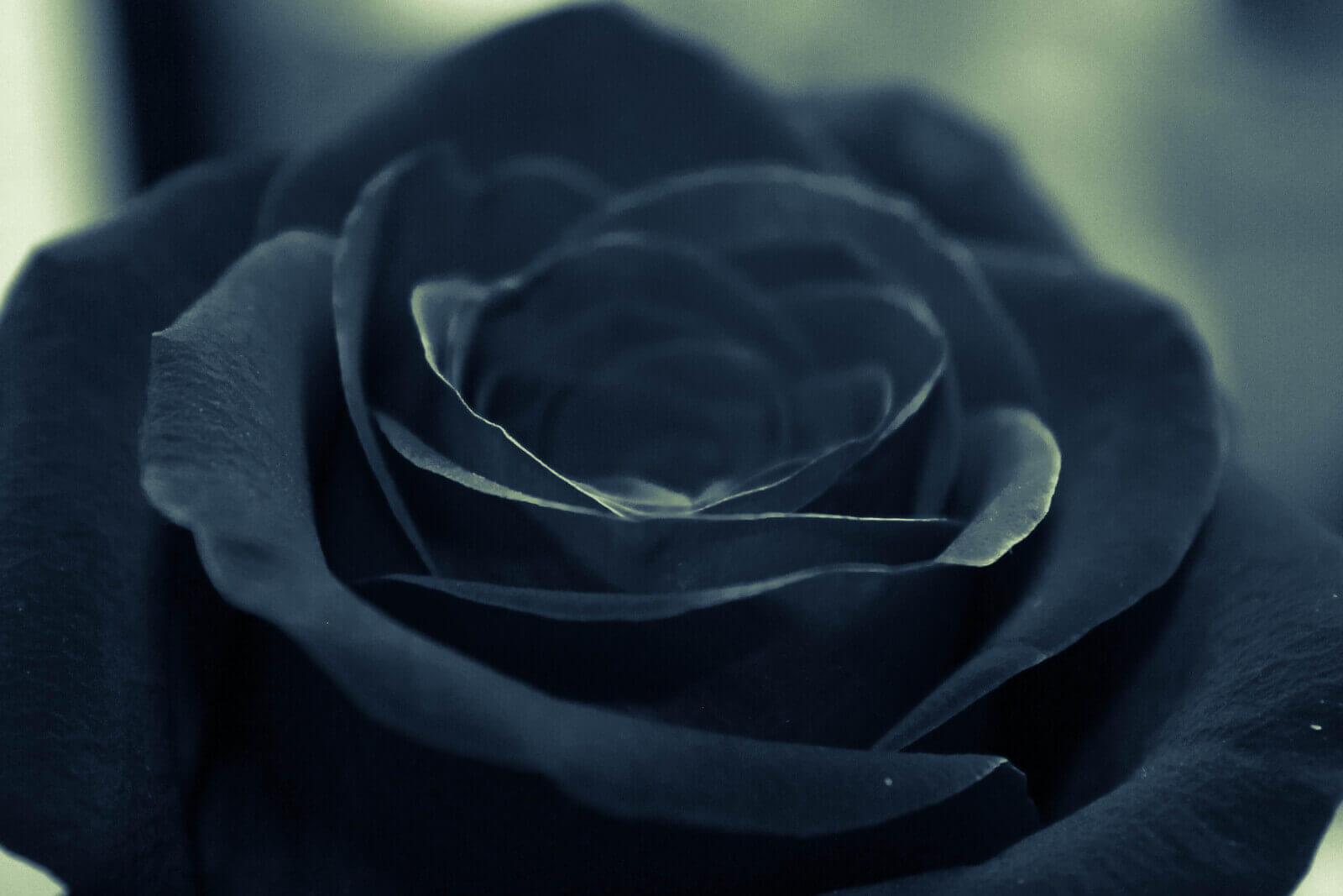 Black rose for halloween