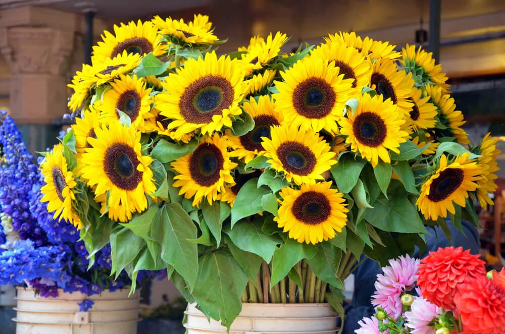 sunflowers
