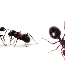 Anti Pest