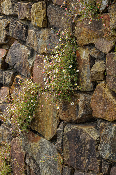 sngine_ea7cb4574e33ef19c70cbf03184a6e54.png